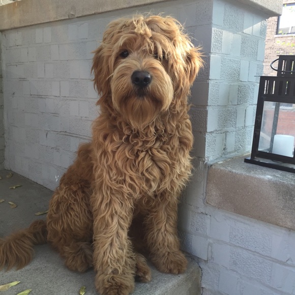 Meet your Posher, Jenny - Picture 4 of 5